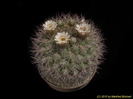 Gymnocalycium saglionis 317